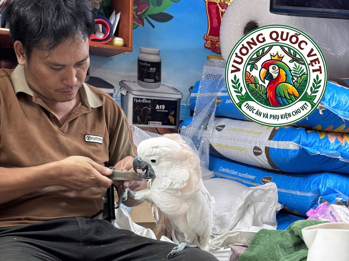 Hướng dẫn cách mài móng chân cho vẹt Cockatoo an toàn tại nhà