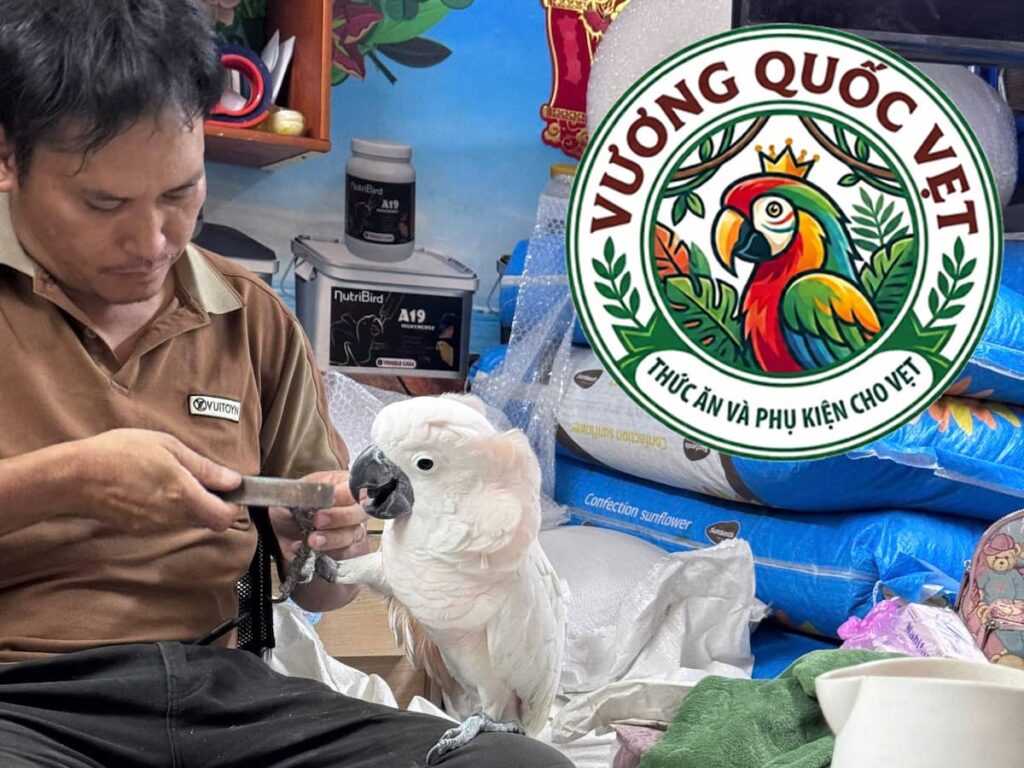 Thao tác dùng dũa mài bớt độ nhọn sắc móng chân vẹt