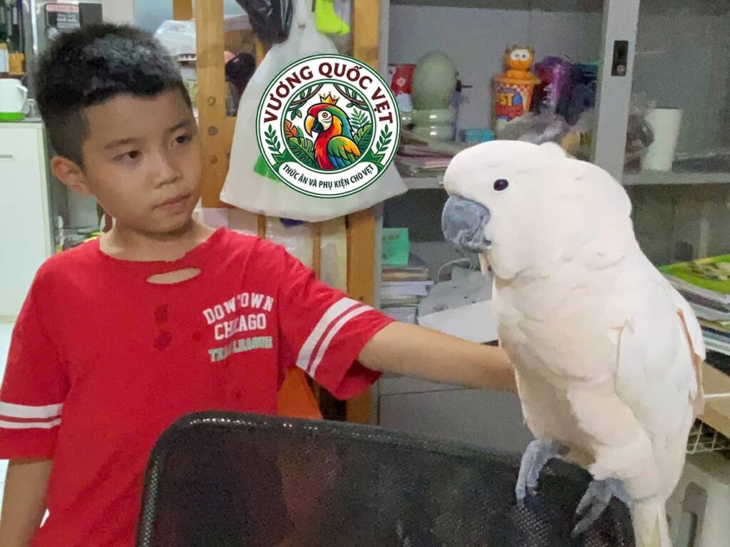 Vẹt Cockatoo đứng giao lưu an toàn sau khi đã mài móng