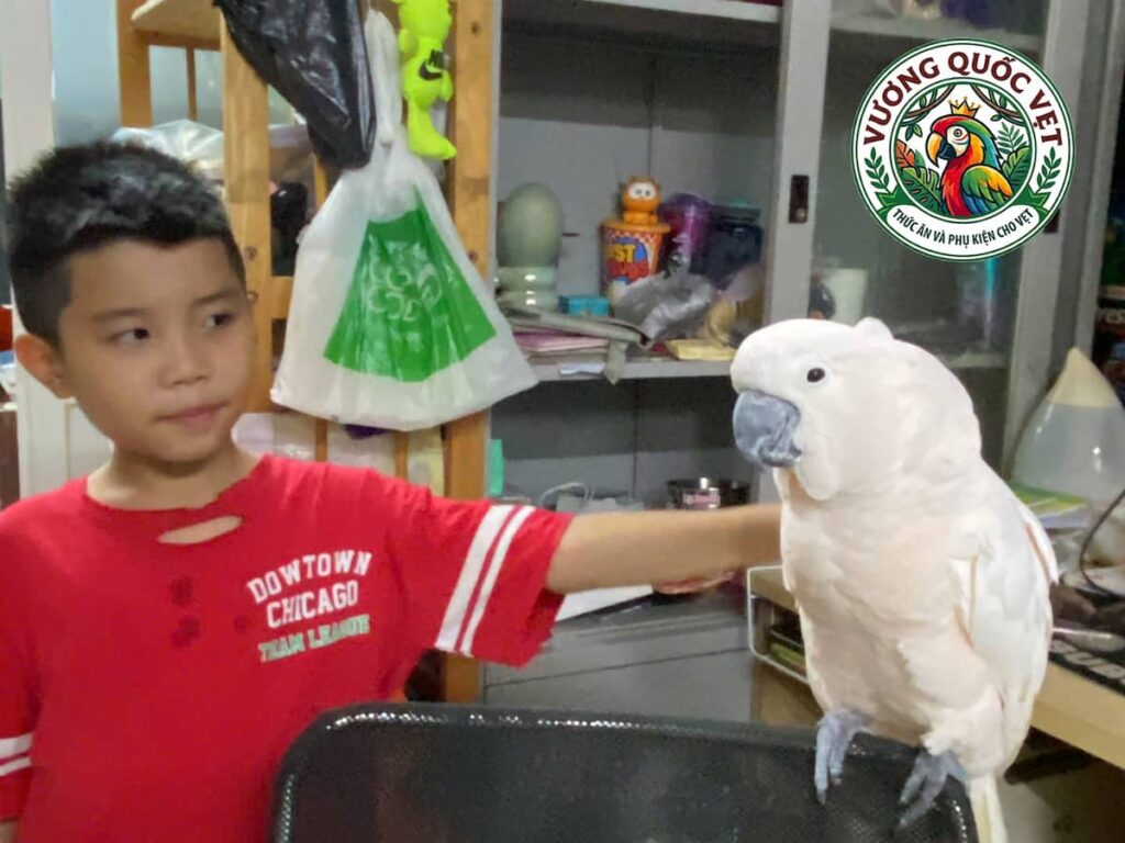 Vẹt Cockatoo thân thiện vui chơi cùng em bé