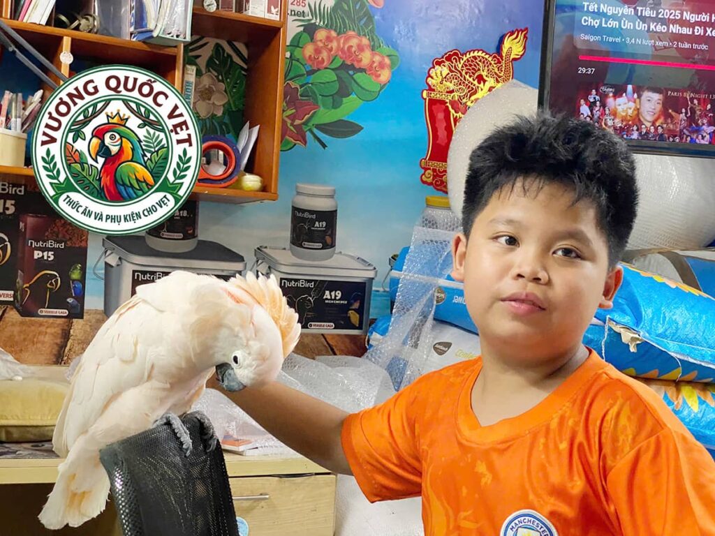 Chú vẹt Cockatoo có bộ móng chân bo tròn đẹp mắt