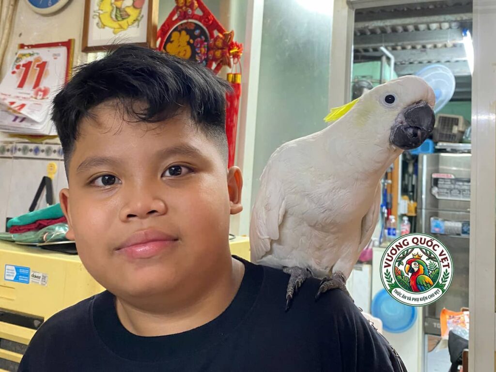 Vẹt Moluccan Cockatoo đứng trên vai em bé an toàn