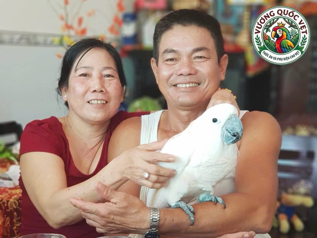 Vẹt Moluccan Cockatoo ngoan ngoãn được chủ bế trên tay