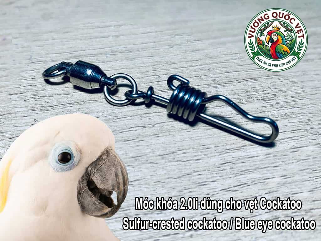 Móc khóa chân vẹt kèm chống xoắn dùng cho vẹt blue eye cockatoo
