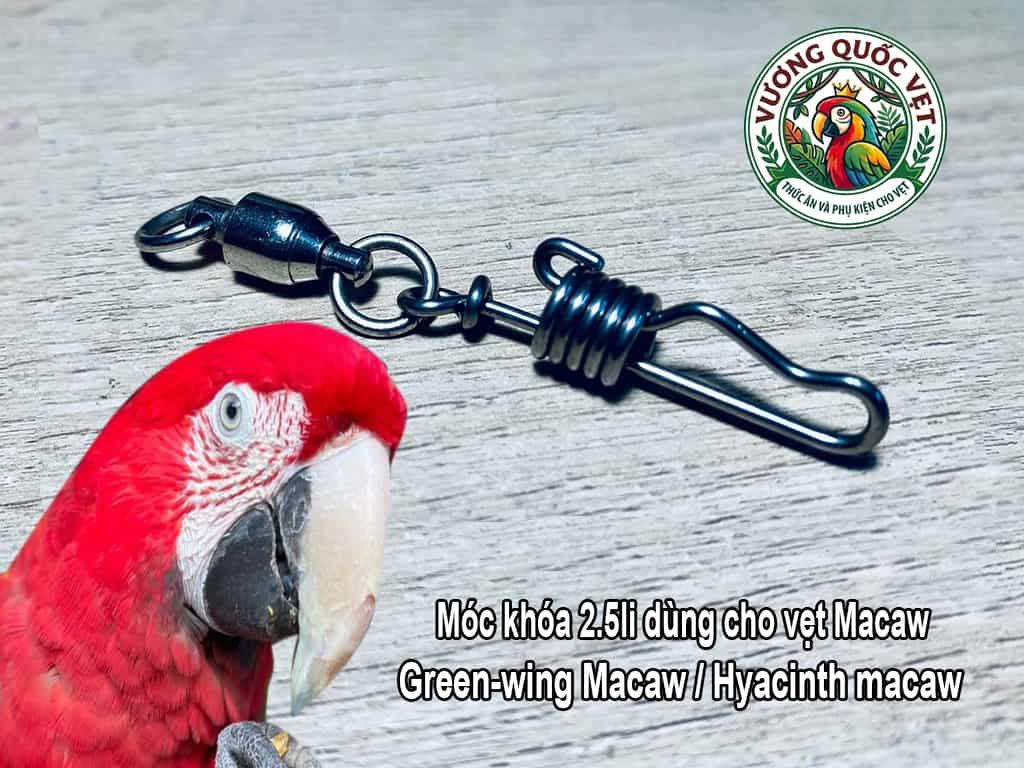 Móc Khóa Đeo Chân Vẹt Green-winged Macaw Cọng 2.5li Inox Chống Xoắn