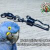Móc Khóa Đeo Chân Vẹt Hyacinth Macaw Cọng 2.5li Inox Chống Xoắn