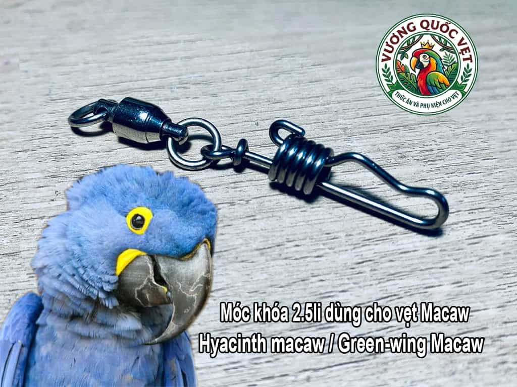 Móc Khóa Đeo Chân Vẹt Hyacinth Macaw Cọng 2.5li Inox Chống Xoắn