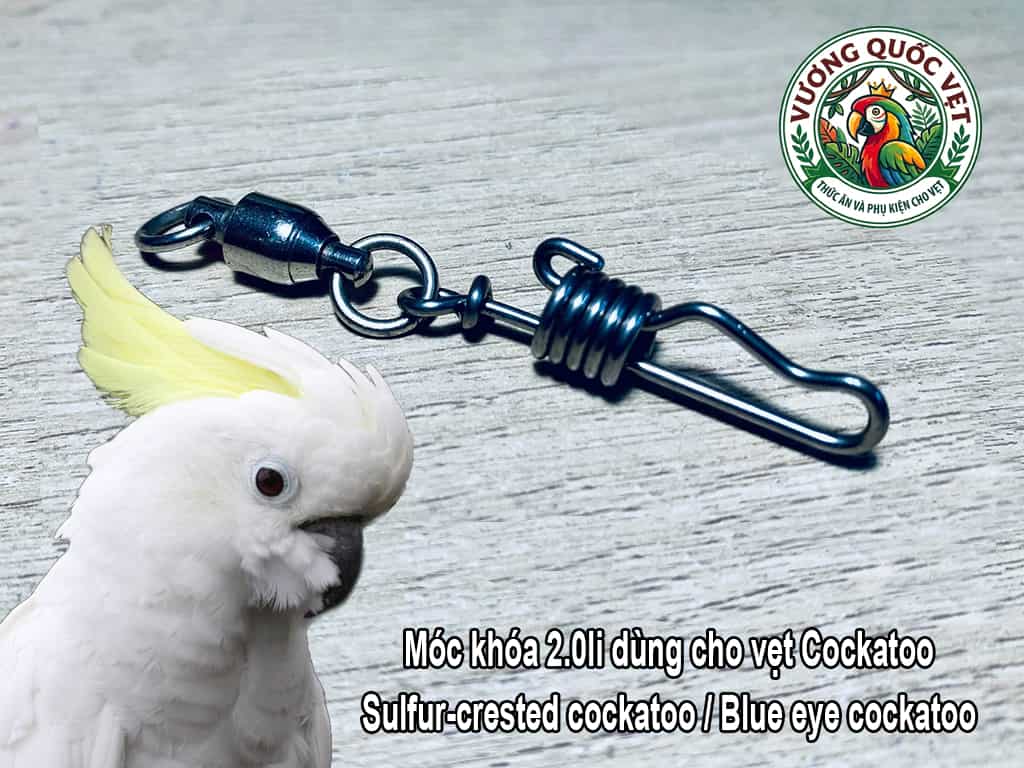 Móc khóa chân vẹt kèm chống xoắn cho vẹt Sulfur crested cockatoo