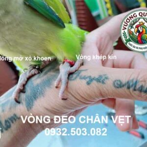 Cách đeo vòng chân cho vẹt monk