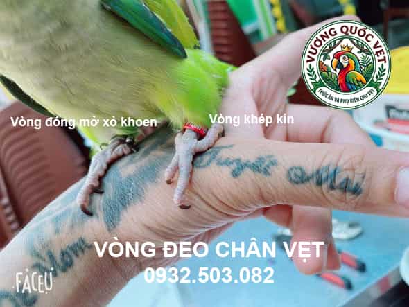 Cách đeo vòng chân cho vẹt monk