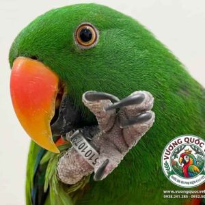Vòng inox đeo chân vẹt eclectus