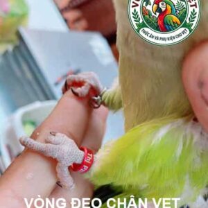 Độ tuổi thích hợp đeo vòng chân cho vẹt