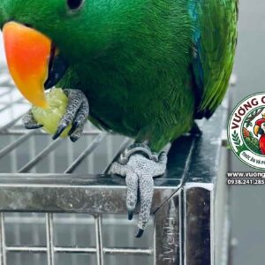 Vòng đeo chân vẹt eclectus