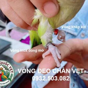 Phân biệt vòng inox đóng mở và vòng nhôm khép kín đeo chân vẹt monk