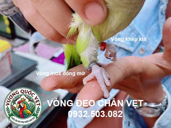 Phân biệt vòng inox đóng mở và vòng nhôm khép kín đeo chân vẹt monk