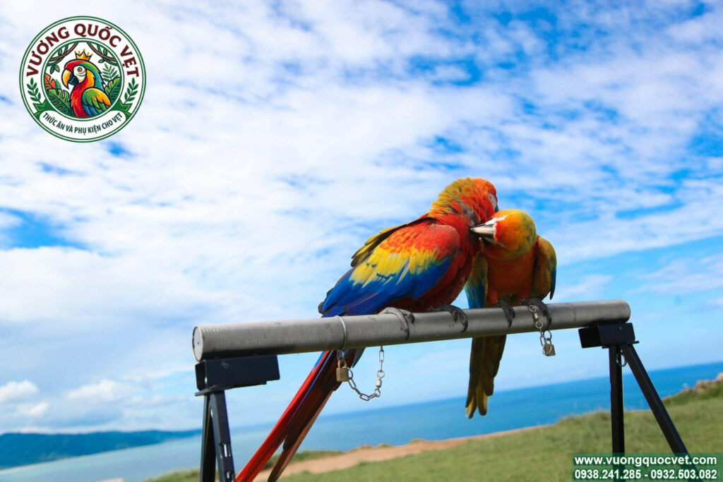 Xích chân vẹt macaw