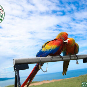 Xích chân vẹt macaw
