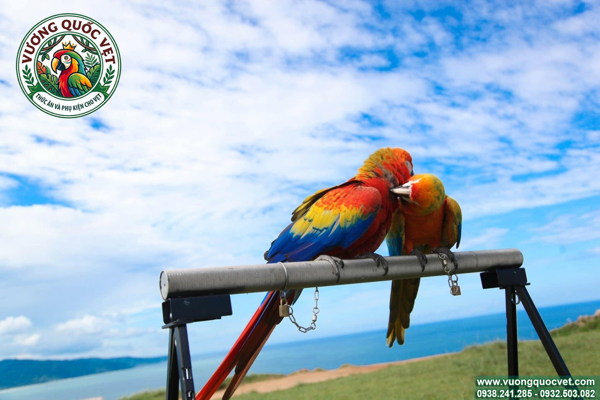 Xích chân vẹt macaw