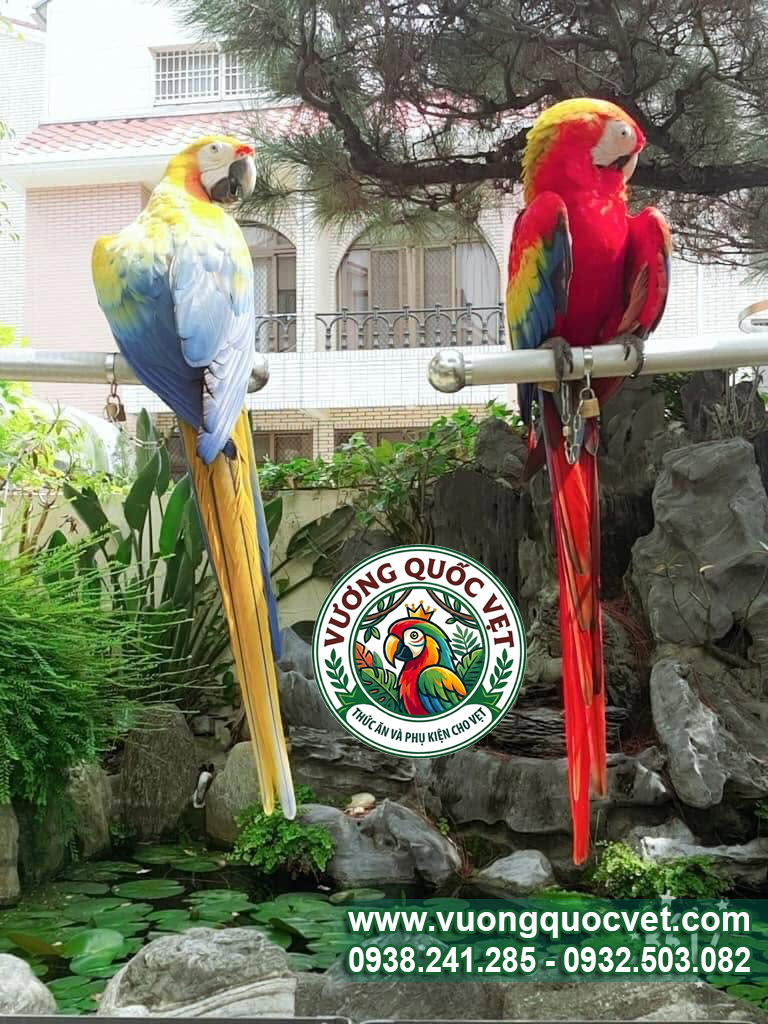 xích chân vẹt macaw- cockatoo mẫu mới