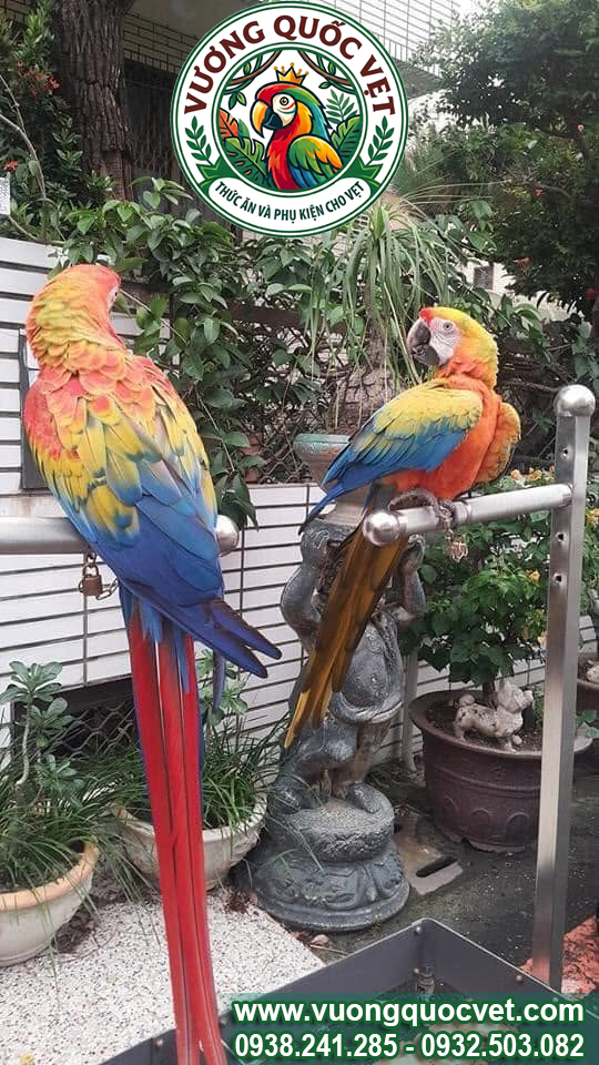 Xích chân vẹt macaw mẫu mới dùng ổ khóa chắc chắn