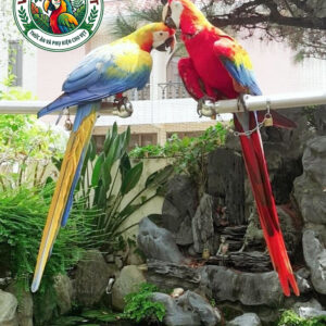 Xích chân vẹt macaw mẫu mới