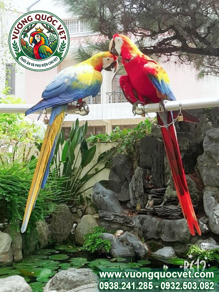 Xích chân vẹt macaw mẫu mới